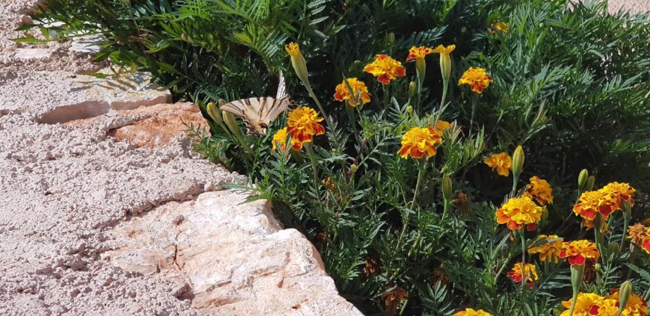 Flower Vila Sarandë Exterior foto